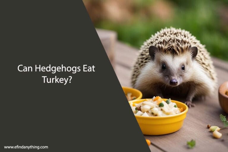 Can Hedgehogs Eat Turkey