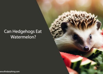 Can Hedgehogs Eat Watermelon