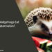 Can Hedgehogs Eat Watermelon