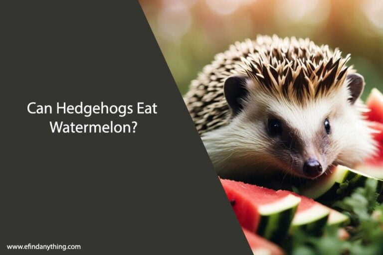 Can Hedgehogs Eat Watermelon