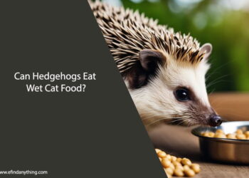 Can Hedgehogs Eat Wet Cat Food