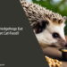 Can Hedgehogs Eat Wet Cat Food
