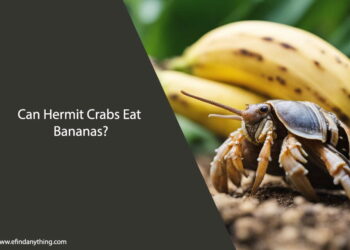 Can Hermit Crabs Eat Bananas