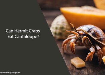 Can Hermit Crabs Eat Cantaloupe