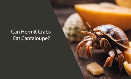 Can Hermit Crabs Eat Cantaloupe?