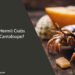 Can Hermit Crabs Eat Cantaloupe