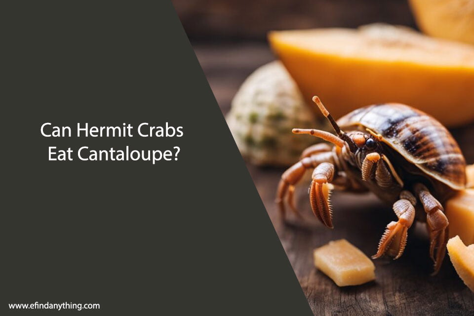 Can Hermit Crabs Eat Cantaloupe