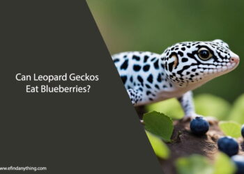 Can Leopard Geckos Eat Blueberries