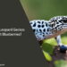 Can Leopard Geckos Eat Blueberries