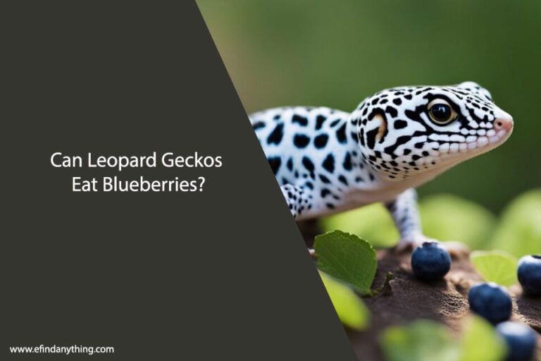 Can Leopard Geckos Eat Blueberries