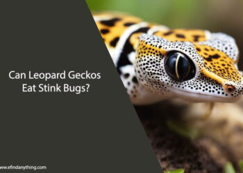 Can Leopard Geckos Eat Stink Bugs