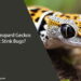 Can Leopard Geckos Eat Stink Bugs