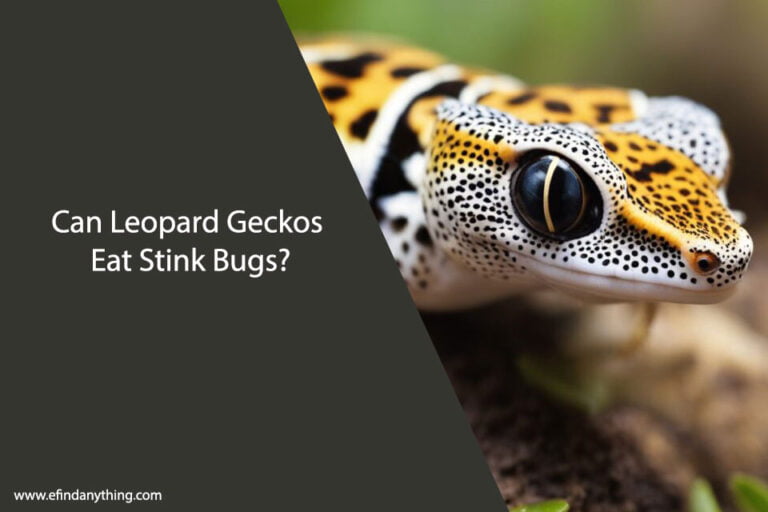Can Leopard Geckos Eat Stink Bugs