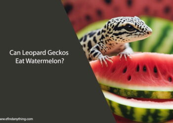 Can Leopard Geckos Eat Watermelon