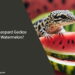 Can Leopard Geckos Eat Watermelon