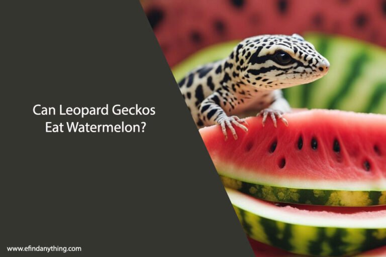 Can Leopard Geckos Eat Watermelon