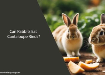 Can Rabbits Eat Cantaloupe Rinds
