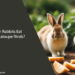 Can Rabbits Eat Cantaloupe Rinds