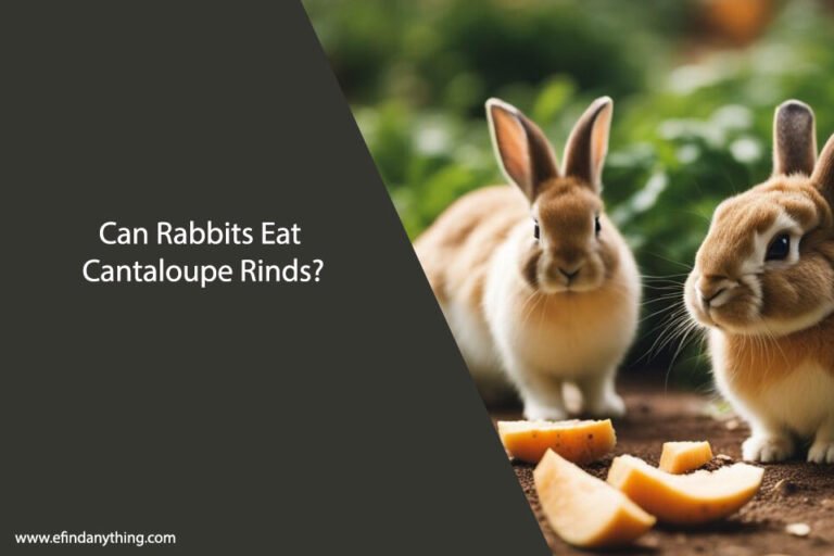 Can Rabbits Eat Cantaloupe Rinds