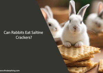 Can Rabbits Eat Saltine Crackers
