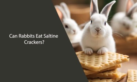 Can Rabbits Eat Saltine Crackers?