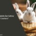 Can Rabbits Eat Saltine Crackers