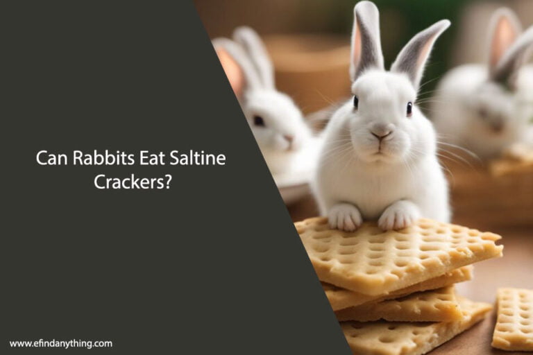 Can Rabbits Eat Saltine Crackers