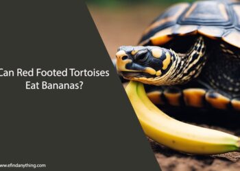 Can Red Footed Tortoises Eat Bananas