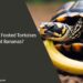 Can Red Footed Tortoises Eat Bananas