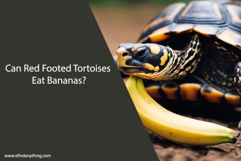 Can Red Footed Tortoises Eat Bananas