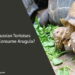 Can Russian Tortoises Eat Arugula
