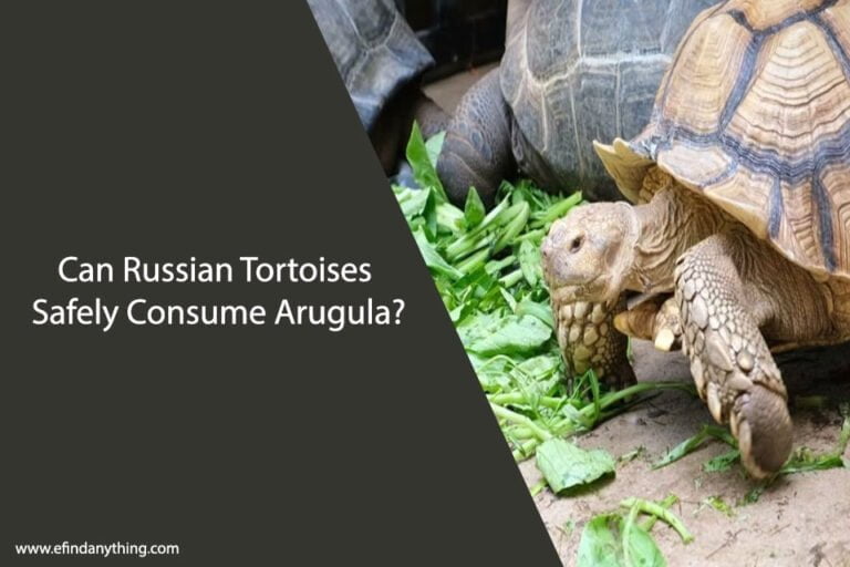 Can Russian Tortoises Eat Arugula