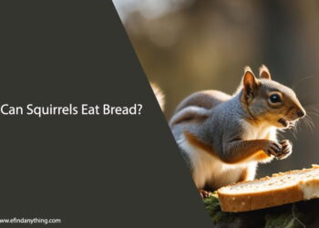 Can Squirrels Eat Bread
