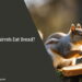 Can Squirrels Eat Bread