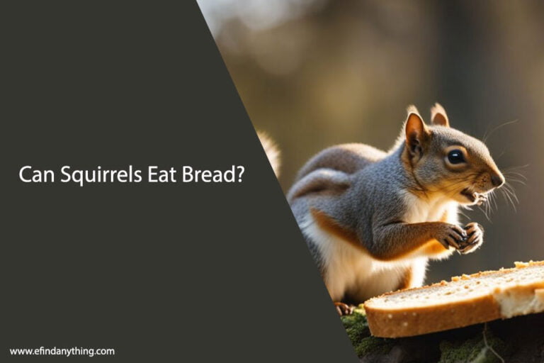 Can Squirrels Eat Bread