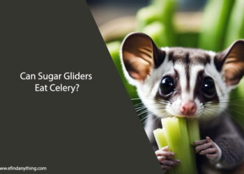 Can Sugar Gliders Eat Celery