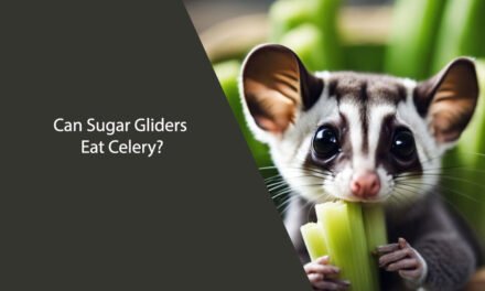 Can Sugar Gliders Eat Celery?