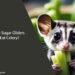 Can Sugar Gliders Eat Celery