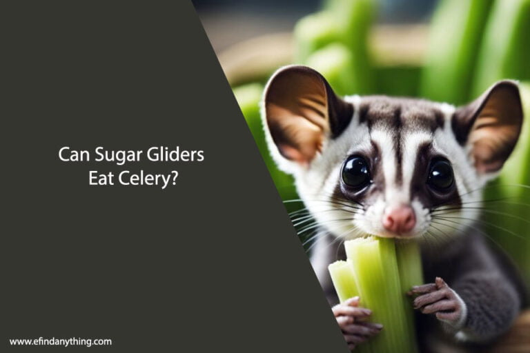 Can Sugar Gliders Eat Celery
