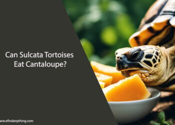 Can Sulcata Tortoises Eat Cantaloupe