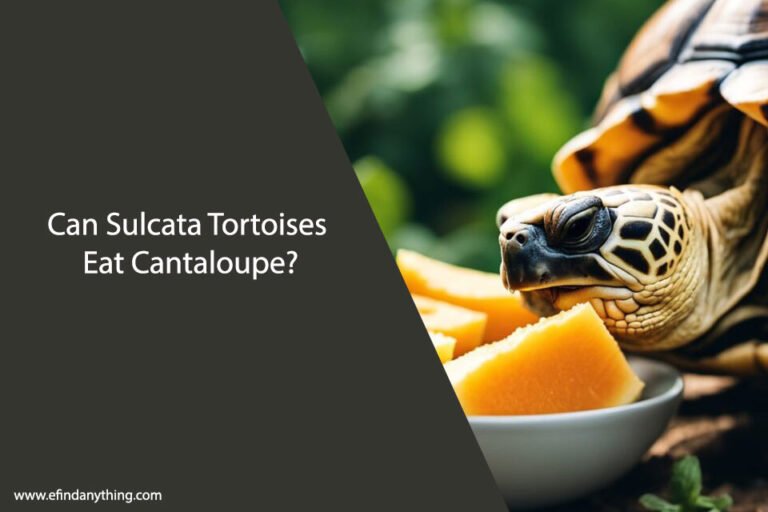 Can Sulcata Tortoises Eat Cantaloupe