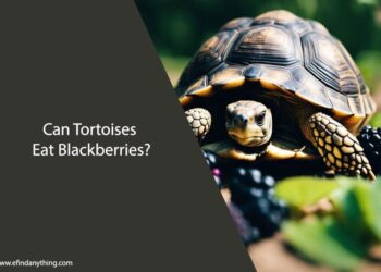 Can Tortoises Eat Blackberries