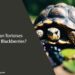 Can Tortoises Eat Blackberries