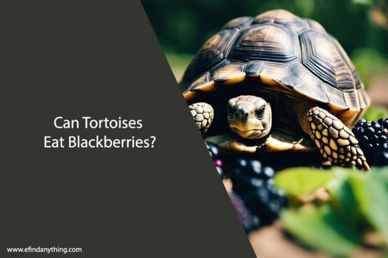 Can Tortoises Eat Blackberries