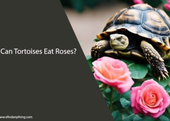 Can Tortoises Eat Roses