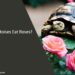 Can Tortoises Eat Roses