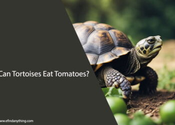 Can Tortoises Eat Tomatoes