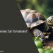 Can Tortoises Eat Tomatoes