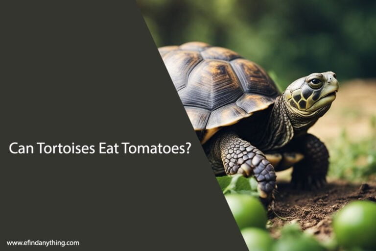 Can Tortoises Eat Tomatoes