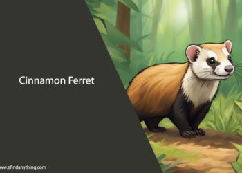 Cinnamon Ferret